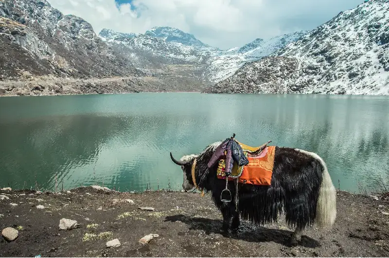 Yak Safari in Sikkim