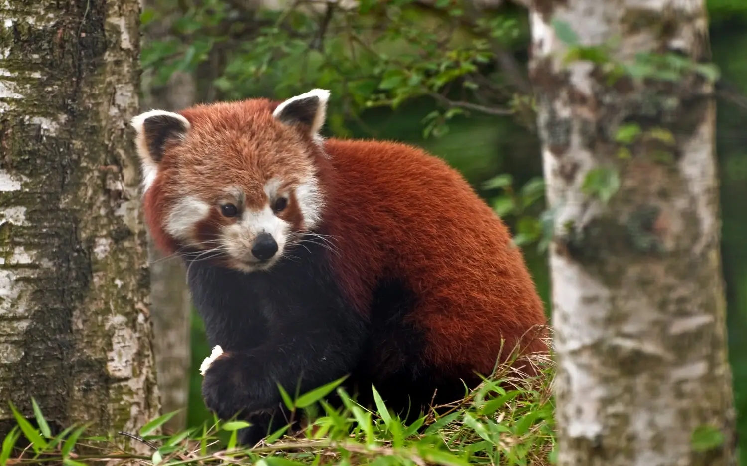 Fauna in Sikkim