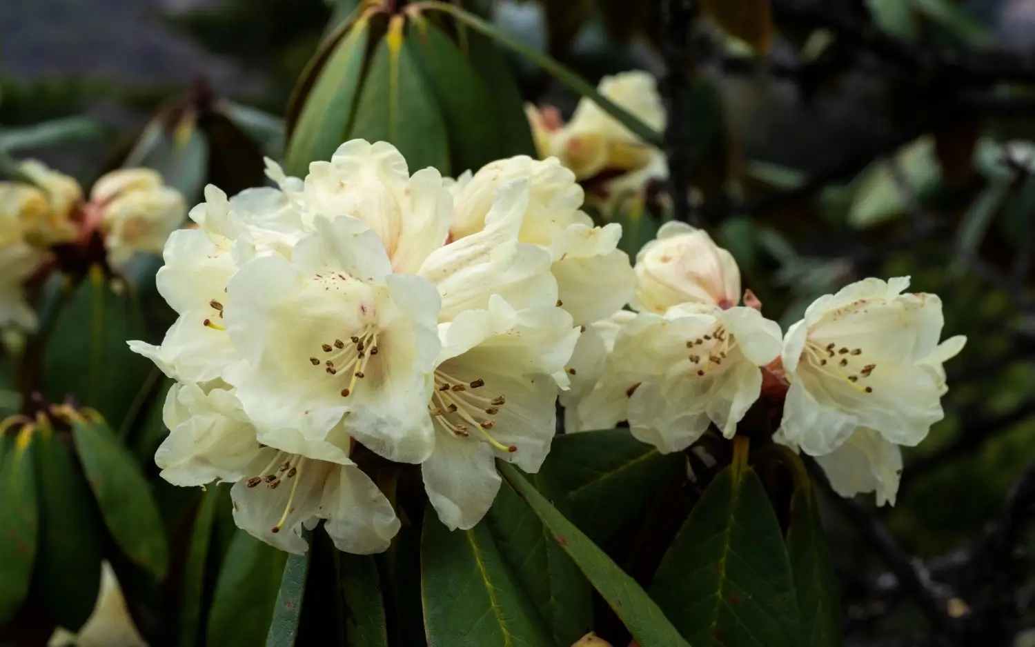 Flora in Sikkim