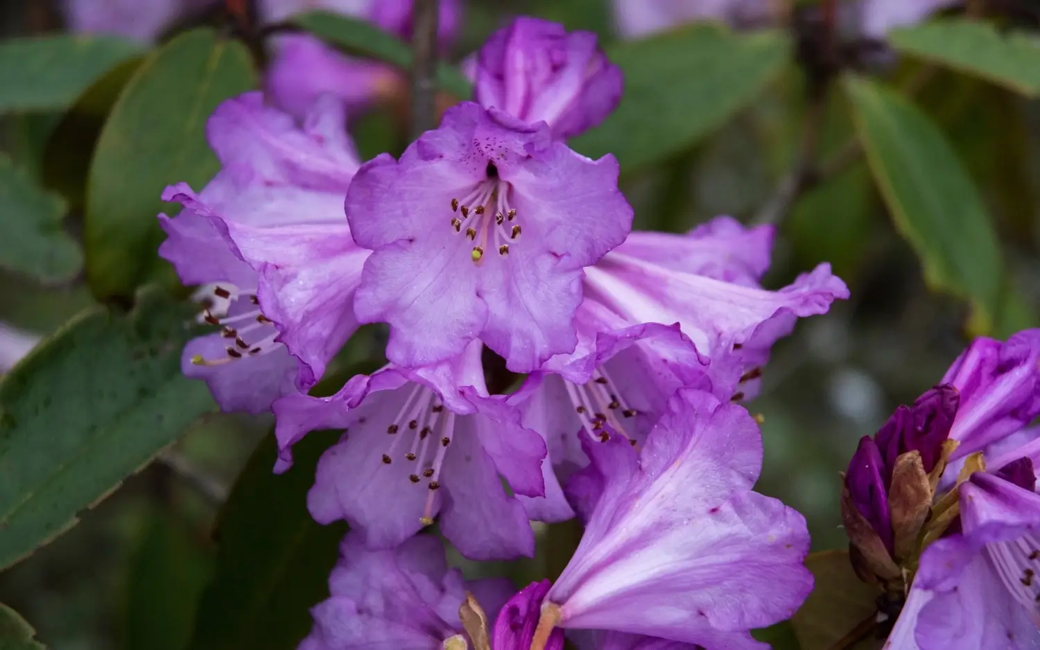 Varsey Rhododendron Sanctuary