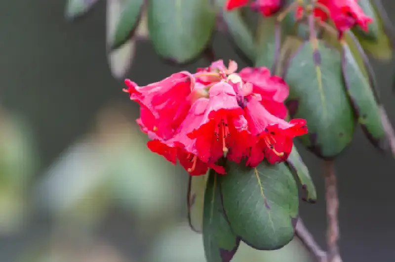 Rhododendron Trek